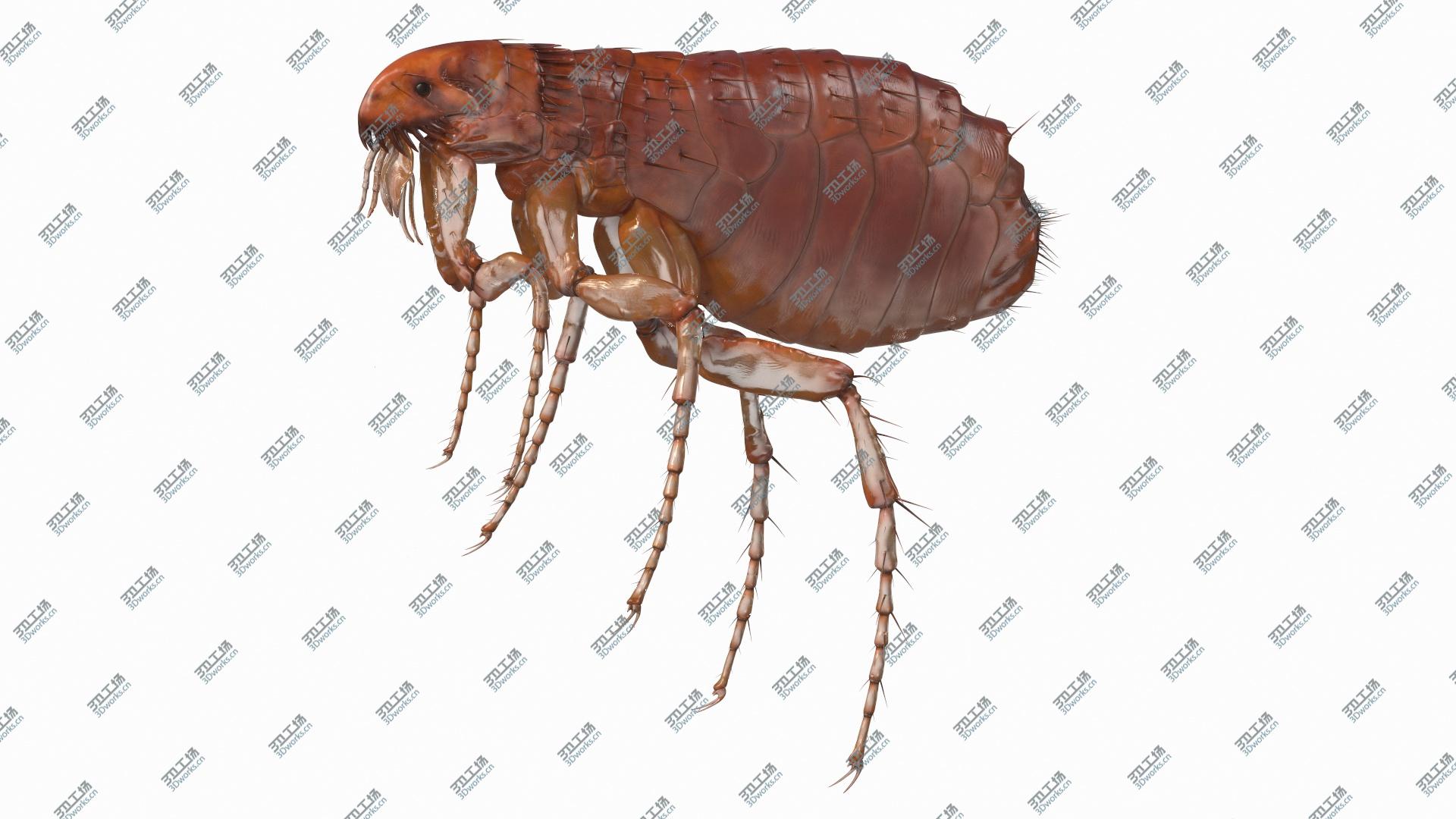 images/goods_img/202104093/3D model Flea Insect/2.jpg